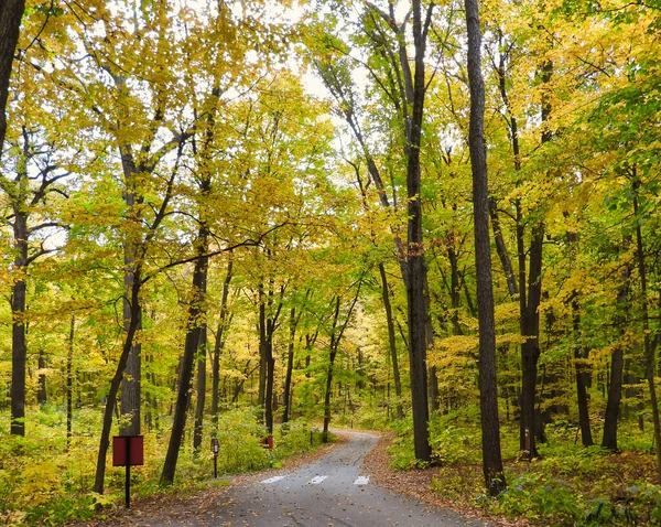 Road Winding Beautiful Fall Colored Trees Yellow Autumn Leaves Roadside — Stock fotografie