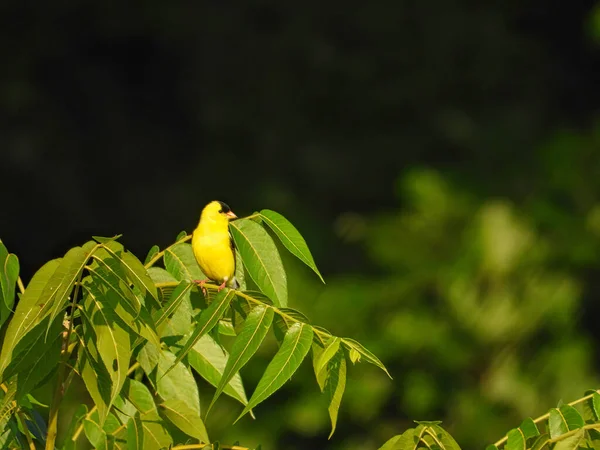 Amerikaanse Goudvink Vogel Boomtak Gevuld Met Groene Bladeren Vink Kijken — Stockfoto