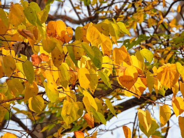Осенние Листья Фоне Неба Зеленые Листья Желтеют Оранжевые Коричневые Ярком — стоковое фото