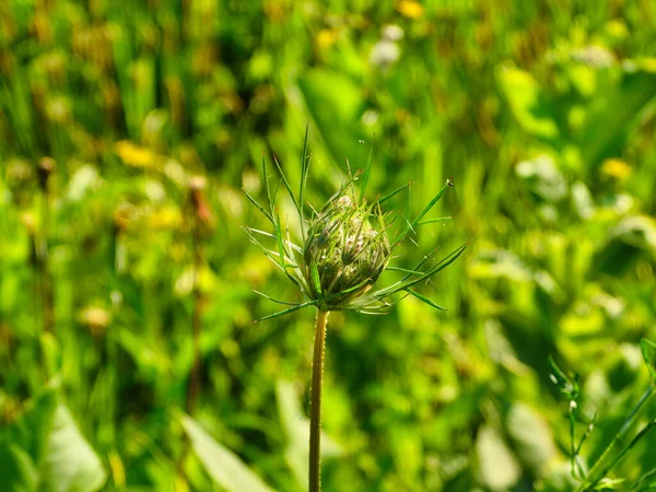 Closed Prairie Seed Head Early Summer Green Foliage Blurred Background — Stock Photo, Image