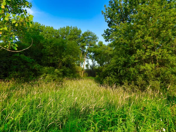 Ağaçlara, çalılara ve parlak mavi gökyüzüne yol veren yemyeşil otların olduğu ormanda güneşli bir yaz günü.