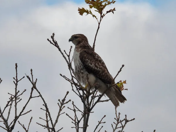 Oiseau Proie Buse Queue Rousse Perché Dans Branche Arbre Par — Photo