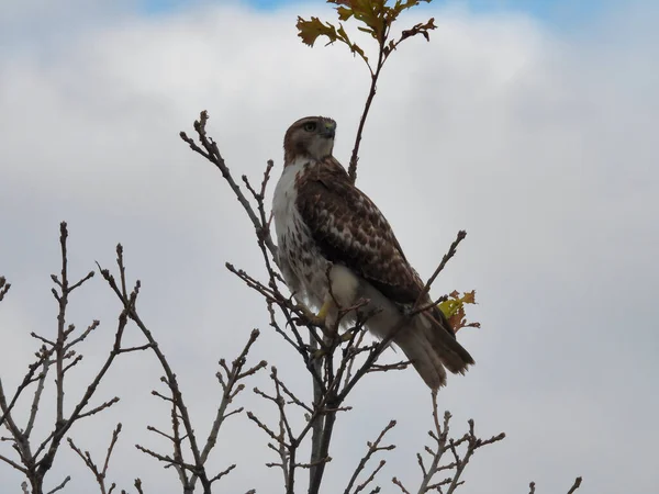 Oiseau Proie Buse Queue Rouge Tourne Tête Pour Regarder Vers — Photo