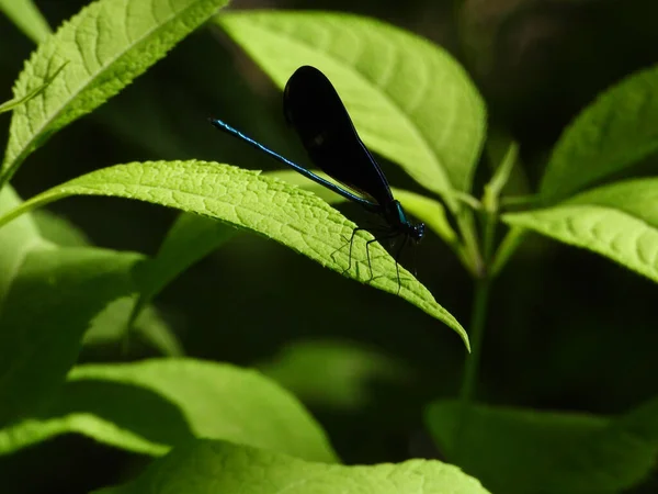 Ebony Juvelwing Dragonfly Med Detalj Sits Grönt Blad Med Lätt — Stockfoto