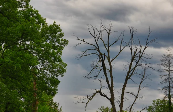 물수리 마리가 마리는 가지에 구름이 떠오르는 폭풍을 — 스톡 사진
