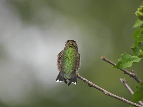 Rubi Throated Hummingbird Enfrentando Longe Com Vislumbre Long Narrow Beak — Fotografia de Stock