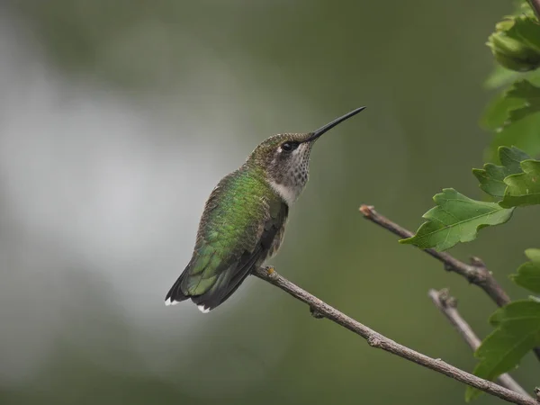 Ruby Throated Hummingbird Posado Mirando Hacia Arriba Con Pico Largo — Foto de Stock