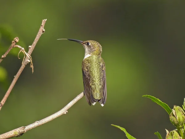 Rubinkehlchen Kolibri Profil Ansicht Mit Ausgestreckter Weißer Zunge Auf Buschstamm — Stockfoto