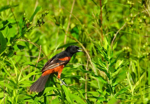 Orchard Oriole Bird Com Penas Vermelhas Acastanhadas Pretas Castanhas Empoleiradas — Fotografia de Stock