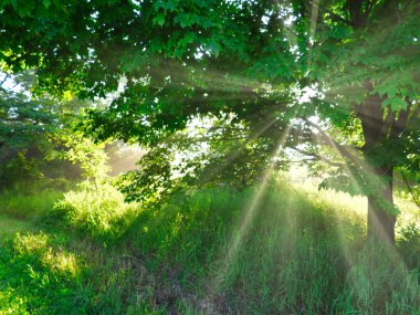 Güneş, Ormandaki Gündoğumunda Ağaçtan Parlıyor Yeşil Yaprakları, Çimenleri ve Bitkileri Aydınlatıyor Ormandaki Yaz Sabahında Ağaçtan Gelen Güneş Işınları