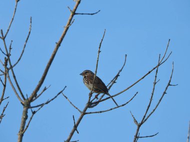 Song Sparrow Kuşu, Açık Dallar 'daki bir ağacın tepesinde oturur ve Parlak Mavi Gök' le birlikte Kahverengi Songbird 'de
