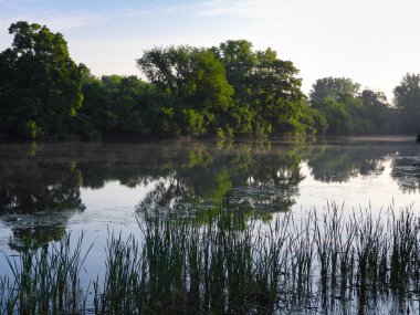 Gölde Sabah Güneşinin Doğuşu Kıyıda yetişen kuyrukluyıldızlarla, Dallı Büyük Ağaçlar Gölün Üzerinde Su Yansımasıyla