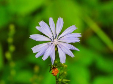 Bloom Common hindibasında (Cichorium intybus) Mavi Papatya Mavi Karahindiba Oval Mavi ile Açık Yaz Güneşi Günü Kapanış Makrosunda Açık Mor Yapraklar