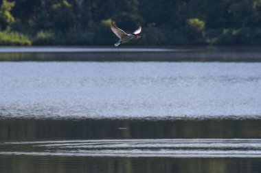 Caspian Tern Kuşları Gölün Üzerinde Uçuyor Ağızda Balıkla ve Suyun Altında Dalgalanmalarla Ve Arkaplanda Yeşil Orman Bulanık