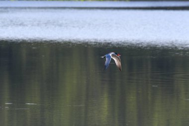 Caspian Tern Kuşu Gölün Üzerinde Uçuyor Kanatları Düşük ve Ağızda Balıklar Altında Suyun Altında Yeşil Ormanın Sudaki Yansımasıyla