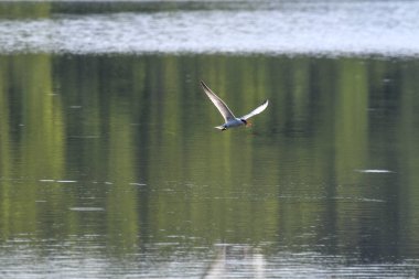Caspian Tern Kuşu Gölün Üzerinde Uçuyor Su Yansıması ve Kanatları V şeklinde Kanat genişliğinde Ağızda Balıklar