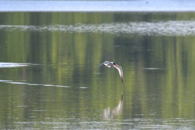 Caspian Tern Kuşları Ağızda Balıkla Havada Uçuyor, Kanatlar Aşağı Uçuyor ve Suda Yansıyor