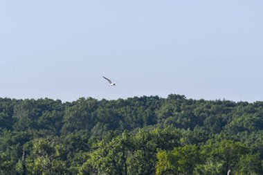 Arka plandaki Yeşil Ağaçlar Ormanı 'nın üzerinde yükselen Kaspiyan Tern Kuşu