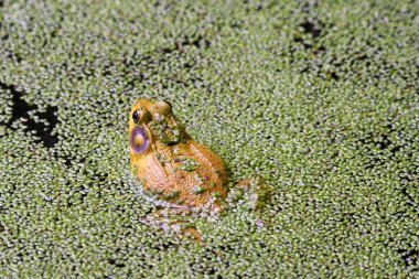 Alglerde oturan kurbağa, kurbağanın sırtında açan yosunlarla ve sudan çıkan kurbağa bacağıyla gölde oturuyordu.