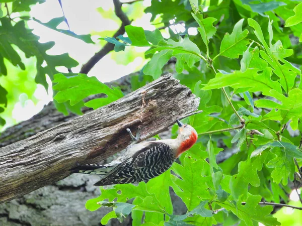 Red Bellied Woodpecker Bird Lóg Szinte Fejjel Lefelé Csőr Fán — Stock Fotó