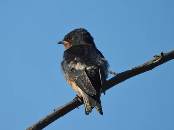 Banco Tragar Pájaro Encaramado Una Rama Árbol Solitario Mirando Hacia — Foto de Stock