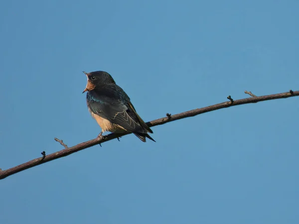 A Bank Swallow Bird Sings with Its Beak Wide Open While Sitting on a Lone Tree Branch with A Blue Sky in the Background on a Beautiful Summer Day