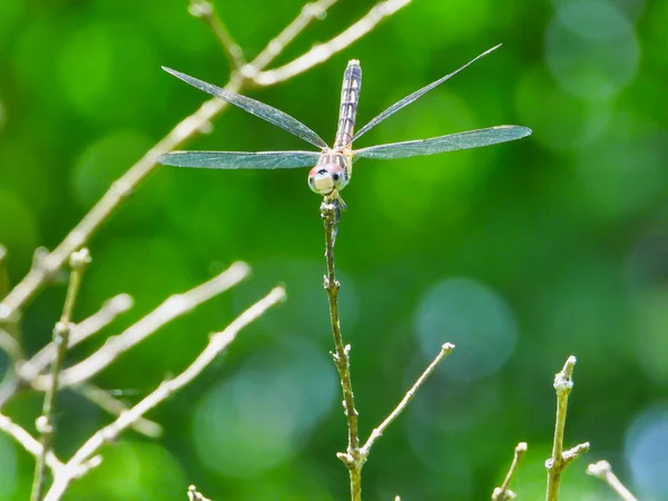 在绿林模糊的背景下 一只长着翅膀的雌性蓝斑鸠蜻蜓在阳光下挂在树枝上 — 图库照片