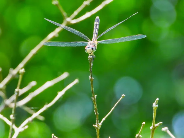 Uma Libélula Blue Dasher Fêmea Com Asas Espalhadas Cauda Pendura — Fotografia de Stock