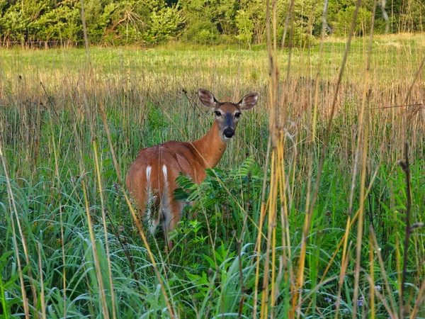耳の上下と緑と茶色の草の両方で高い草の草原に立っている間に白い尾の鹿は後ろを見ることができますこれを囲む — ストック写真