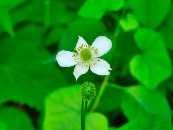 Anemonastrum Çiçeği Çiçekli Beyaz Yaban Çiçeği ve Yeşil Çiçekli Yeşil Yapraklı Yeşil Yapraklar Arka plan Macro Kapalı