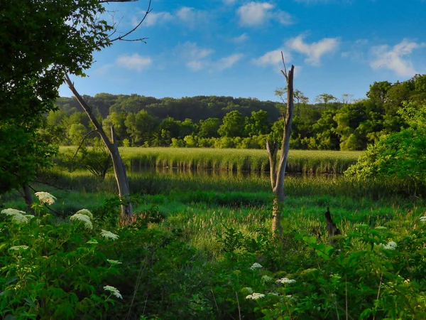 Scène Paysage Humide Avec Forêt Arrière Plan Rivière Avec Herbes — Photo