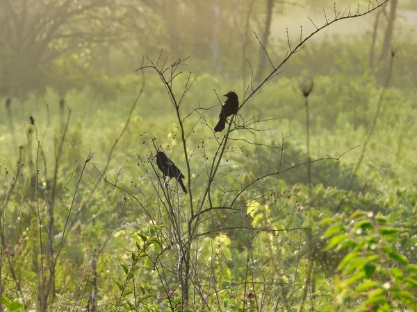 Dois Blackbirds Asa Vermelha Nevoeiro Manhã Empoleirado Hastes Filial Prado — Fotografia de Stock