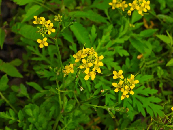 Yellow Alyssum Flowers Closeup Macro Lush Green Leaves Background — Stock Photo, Image