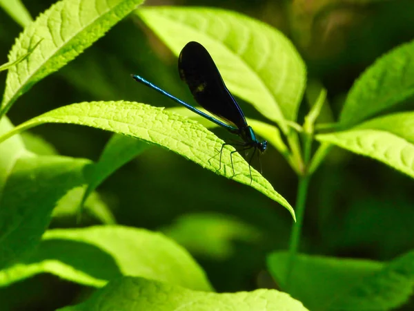 Ebony Juvelwing Dragonfly Med Detalj Sits Grönt Blad Med Lätt — Stockfoto