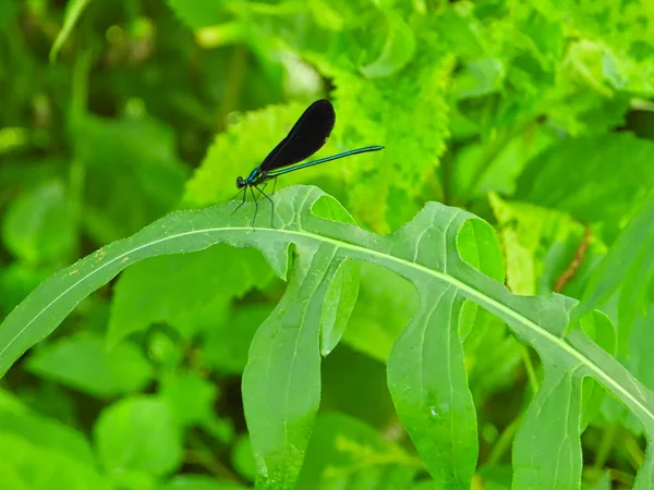 Ebony Juvelwing Dragonfly Sitter Ljusa Gröna Löv Med Iridescent Grön — Stockfoto