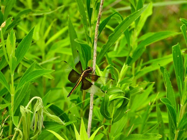 黄黑相间的鞍袋蜻蜓在阳光明媚的夏日紧紧抓住嫩绿的枝叶和枝叶 — 图库照片