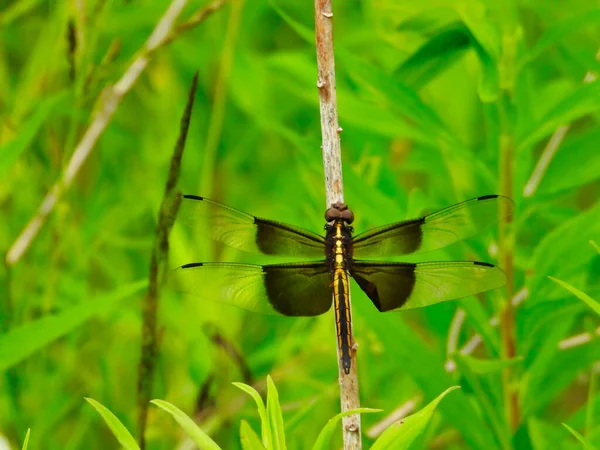 2016 Saddleback Dragonfly Holds Stem Rich Green Foliage Bright Sunny — 스톡 사진