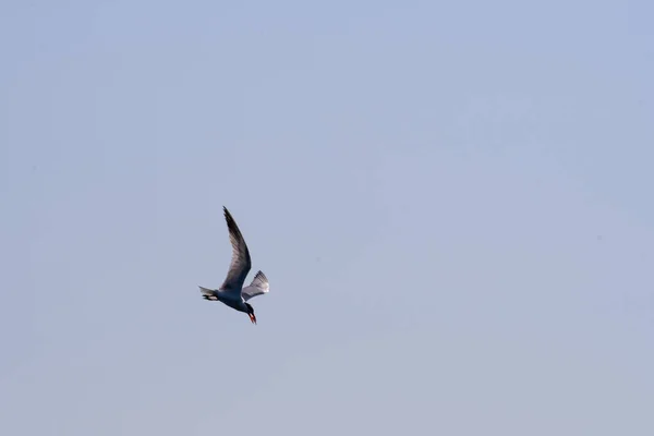 Caspian Tern Bird Flight Fish Mouth Blue Sky Foundation — стоковое фото