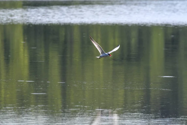 Kaspiska Tern Fågel Flyger Ovanför Sjön Vatten Med Reflektion Vatten — Stockfoto