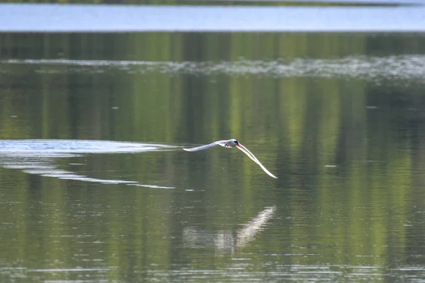 Caspian Tern Bird Полным Пролетом Крыла Полете Над Водой Рыбой — стоковое фото