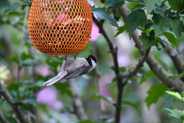 Black Capped Chickadee Bird Pendurado Alimentador Pássaros Cabeça Para Baixo — Fotografia de Stock