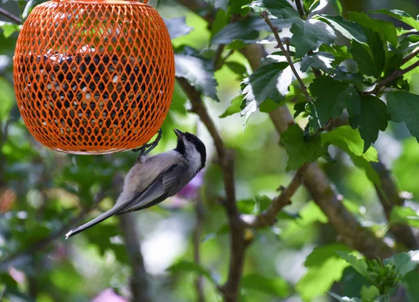 Black Capped Chickadee Pássaro Pendurado Cabeça Para Baixo Alimentador Pássaros — Fotografia de Stock