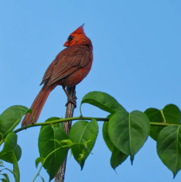 红色的北方红衣主教 栖息在树梢上 背对着他 背景是明亮的蓝天 前景是绿叶 — 图库照片