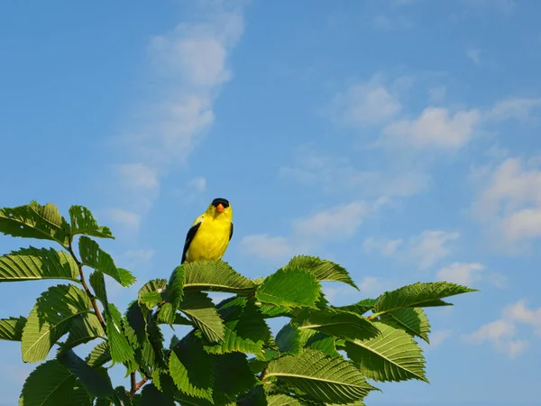 アメリカのGoldfinch鳥は いくつかの白い雲と明るい青い空と緑の葉の木の枝に腰掛けている間を楽しみにしています — ストック写真