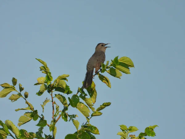 Gray Catbird Bird Neergestreken Iepenboom Zingen Met Beak Open Kijken — Stockfoto
