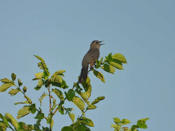 Szürke Catbird Bird Ült Szilfa Éneklés Csőr Nyitott Felnéz Fényes — Stock Fotó