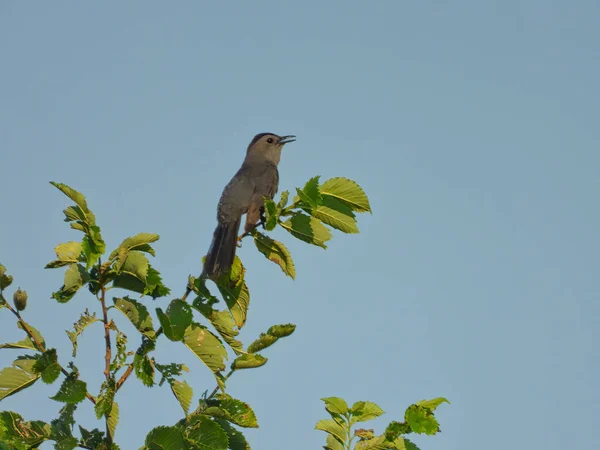 Pássaro Cinzento Olhando Sobre Horizonte Enquanto Empoleirado Ramo Árvore Superior — Fotografia de Stock