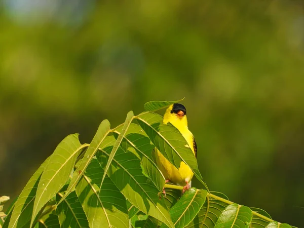 木の枝に腰掛けている間に緑の葉の後ろに隠れているアメリカのGoldfinch鳥 — ストック写真