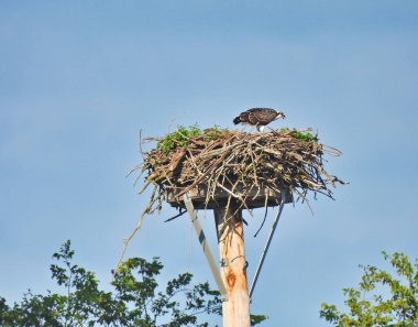 Osprey Avcı Kuşu Platform 'da Mavi Bulutlu Gökyüzü ile Gaga Açık Yapılan Yuvada Duruyor