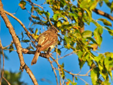 Sinekkapan Kuş, bir ağaç dalına tünemiş Şafak vakti, Şafak vakti, Yeşil Yapraklar ve Parlak Mavi Gökyüzü ile sırılsıklam bir vaziyette oturur.
